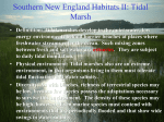 Southern New England Habitats II: Tidal Marsh