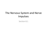 Nerves and nervous impulses File