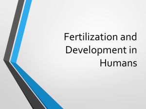 Fertilization and Development in Humans