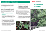Camphor Laurel Tech Sheet