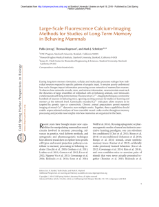 Large-Scale Fluorescence Calcium-Imaging
