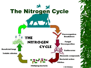 The Nitrogen Cycle