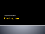 The Neuron