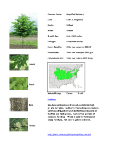 Leaves Seeds Natural Range Zones: 4 to8 Bark Good drought