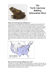 The American Bullfrog FAQ