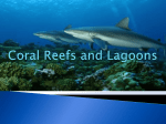 Coral Reefs and Lagoons