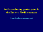Sulfate reducing prokaryotes in Eastern Mediterranean hypersaline