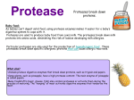 Protease - etcsciencestudents