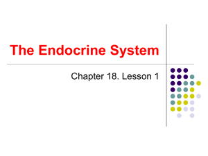 The Endocrine System