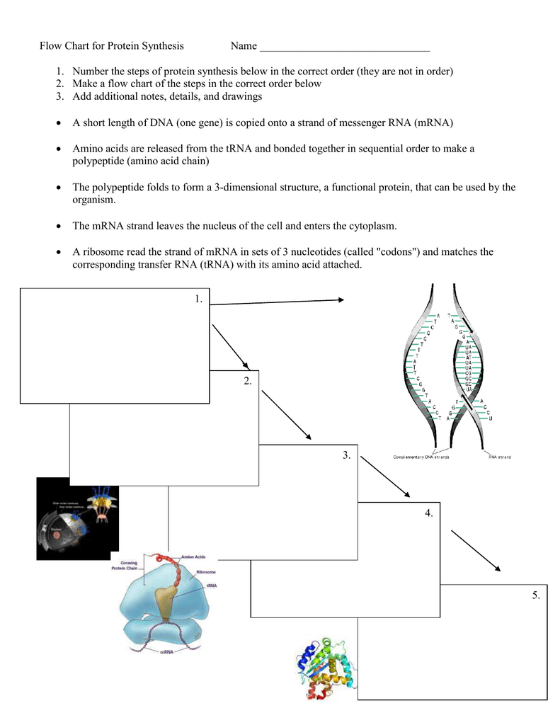 Dna To Protein Flow Chart