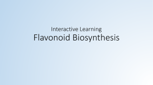 Flavanoid-Biosynthesis