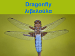 Dragonfly - WordPress.com