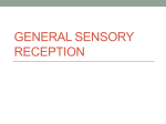 General Sensory Reception