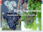 What is Botrytis cinerea?