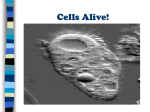 Cells Alive! - Harrison High School