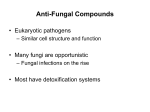 Antifungal Disruption of Cell Membrane