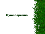 Gymnosperms