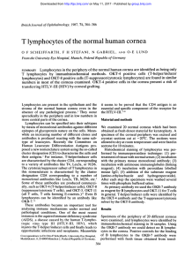 T lymphocytes of the normal human cornea