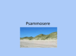 Psammosere