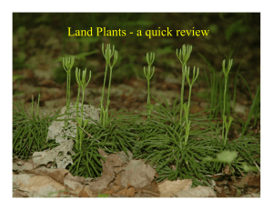 Land Plants - a quick review - U.W.