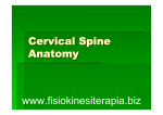Cervical Spine Anatomy www.fisiokinesiterapia.biz
