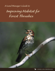 Improving Habitat for Forest Thrushes