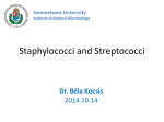 Staphylococci and Streptococci
