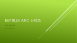REPTILES AND BIRDS