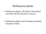 Herbaceous plants