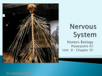 2. Peripheral Nervous System