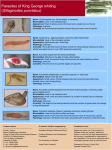 Parasites of King George whiting (Sillaginodes