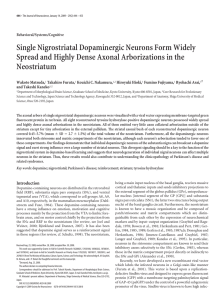Single Nigrostriatal Dopaminergic Neurons Form Widely Spread