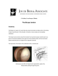 The Biceps tendon - Cape Shoulder Institute