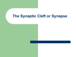 The Synaptic Cleft or Synapse