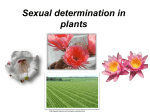 Sexual determination in plants