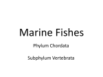 Marine Fishes