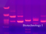 Biotech I Restriction Enzymes File
