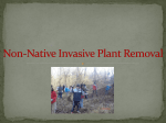 Non-Native Invasive Plant Removal