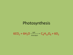 Lab 06 Photosynthesis (PowerPoiont)