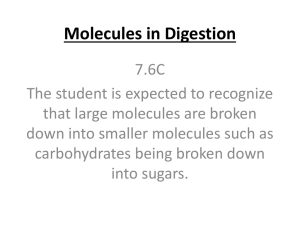 Molecules in Digestion