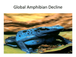Global Amphibian Decline