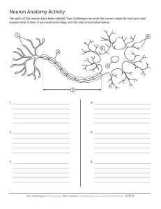 Neuron Anatomy Activity - Ask a Biologist