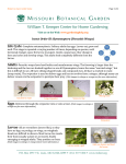 Insect Order ID: Hymenoptera (Parasitic Wasps)