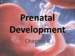 Prenatal Development