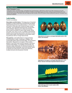 Coccinellidae, lady beetles