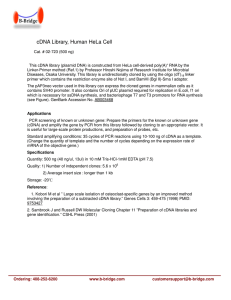 cDNA Library, Human HeLa Cell