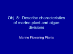 Obj. 8: Describe characteristics of marine plant and algae divisions