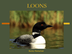 loons - People