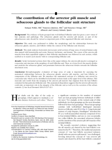 The contribution of the arrector pili muscle and sebaceous glands to
