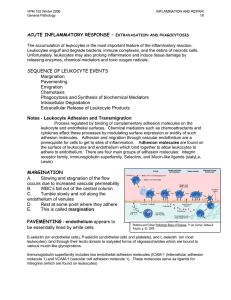 ACUTE INFLAMMATORY RESPONSE – EXTRAVASATION AND